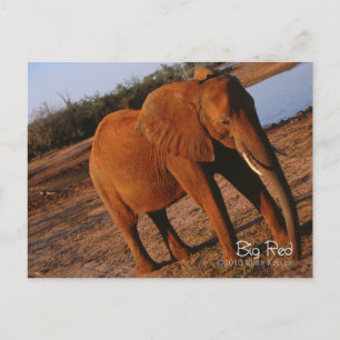 Cartão Postal Vermelho Grande