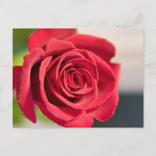 Cartão Postal Vermelho, vermelho, rosa