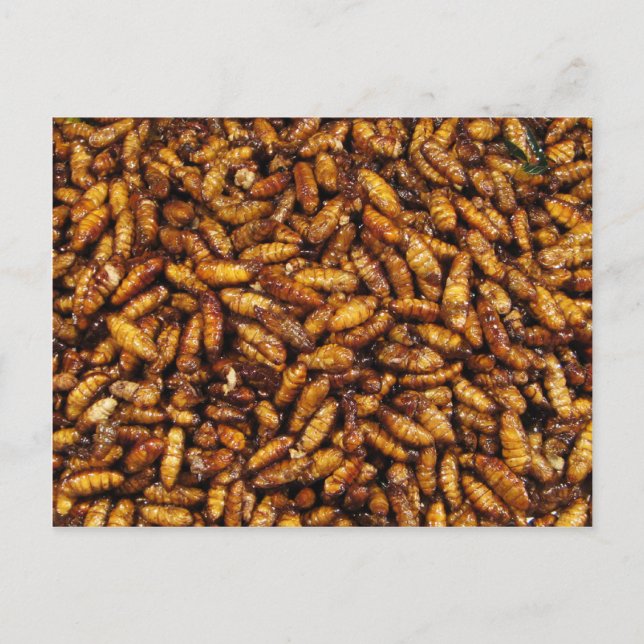 Cartão Postal Vermes de Seda Secos... Comida da Rua Tailandesa (Frente)