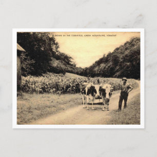 Cartão Postal Vermont, Farmer, Vacas, Cornfield