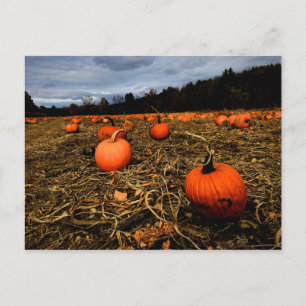 Cartão Postal Vermont Pumpkin Patch