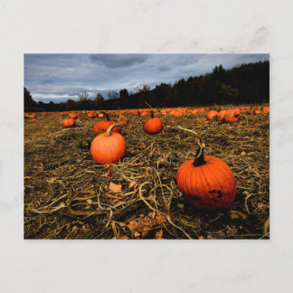 Cartão Postal Vermont Pumpkin Patch