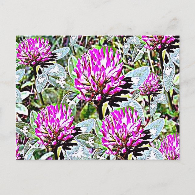 Cartão Postal Vermont Red Clover (Frente)