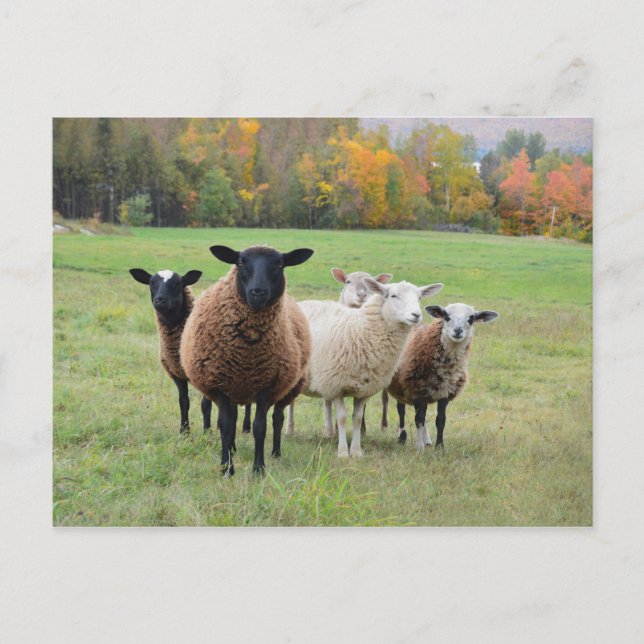 Cartão Postal Vermont Sheep no outono (Frente)