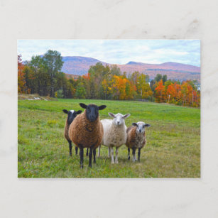 Cartão Postal Vermont Sheep no outono