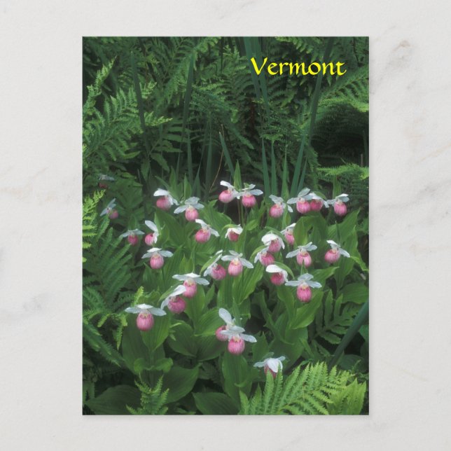 Cartão Postal Vermont Showy Lady's Slippers em Ferns (Frente)