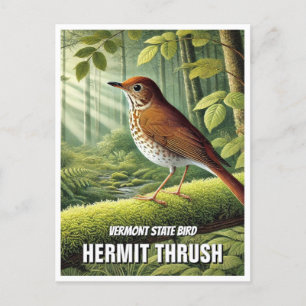 Cartão Postal Vermont State Bird Hermit Thrush