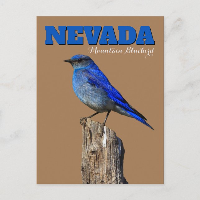 Cartão Postal Vertical Bluebird de Nevada (Frente)