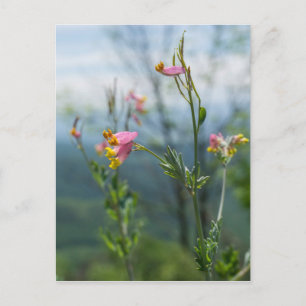 Cartão postal Vertical Corydalis