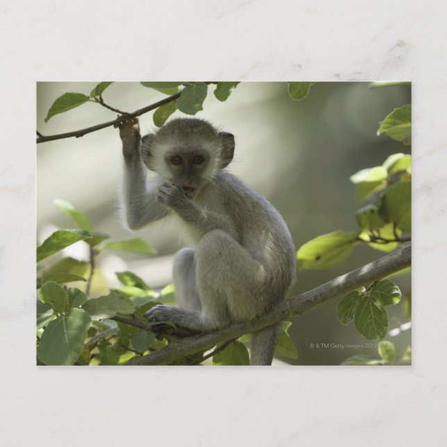 Cartão Postal Vervet Monkey, Zimbabué (Frente)
