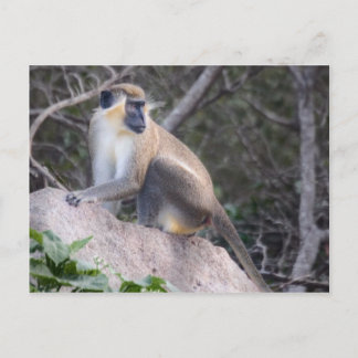Cartão Postal Vervet Verde Mackey Nevis, Índias Ocidentais