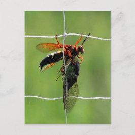 Cartão Postal Vespa assassina de cicada segurando morto cicada