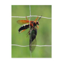 Vespa assassina de cicada segurando morto cicada