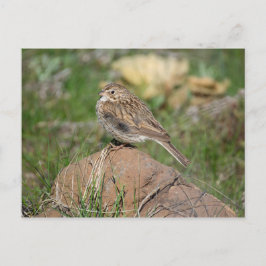 Cartão Postal Vesper Sparrow