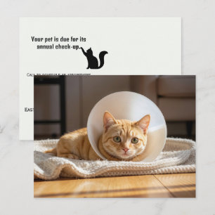 Cartão Postal Veterinário Gato Ginga Usando um Cone da Vergonha