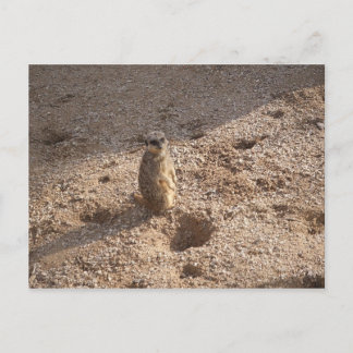 Cartão Postal Vi isso e pensei em você!