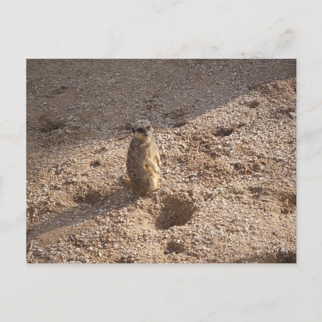 Cartão Postal Vi isso e pensei em você! (Frente)