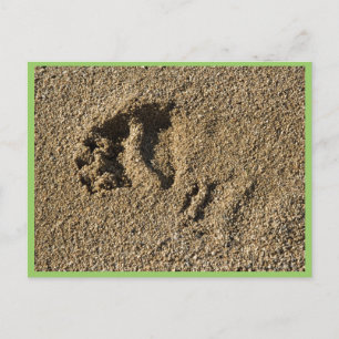 Cartão Postal Via Grizzly