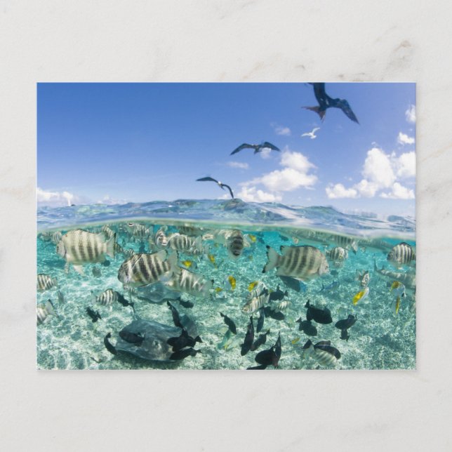 Cartão Postal Viagem de Lagoon safari com Stingrays (Frente)