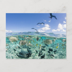 Cartão Postal Viagem de Lagoon safari com Stingrays