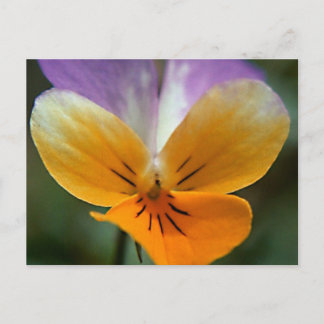 CARTÃO POSTAL VIAGEM IMAGINÁRIA