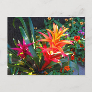 Cartão Postal Vibração