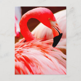 Cartão Postal Vibrant Pink Feather Flamingo