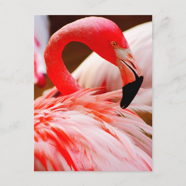 Cartão Postal Vibrant Pink Feather Flamingo (Frente)