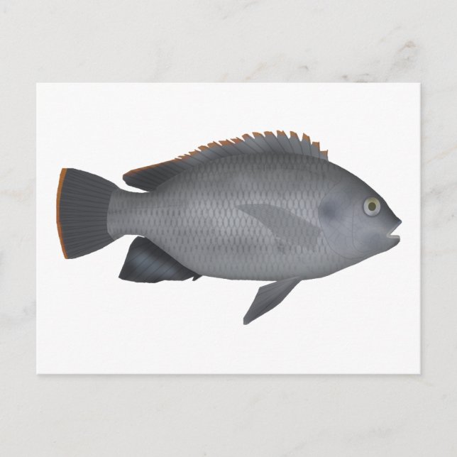 Cartão Postal Victoria Tilapia (Frente)