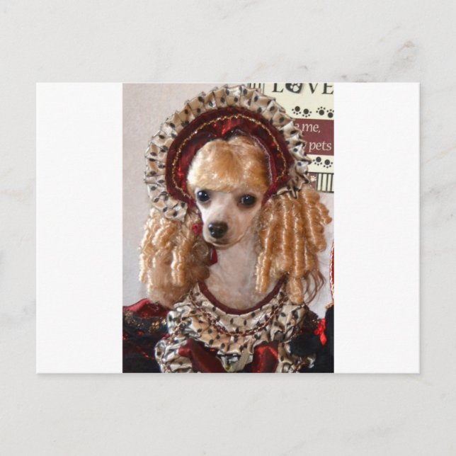 Cartão Postal Victorian Poodle Love Dog Pose (Frente)