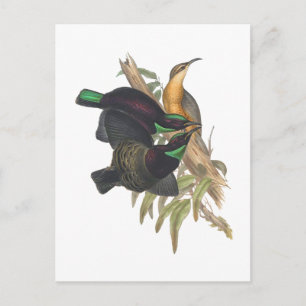 Cartão Postal Victoria's Rifle Bird