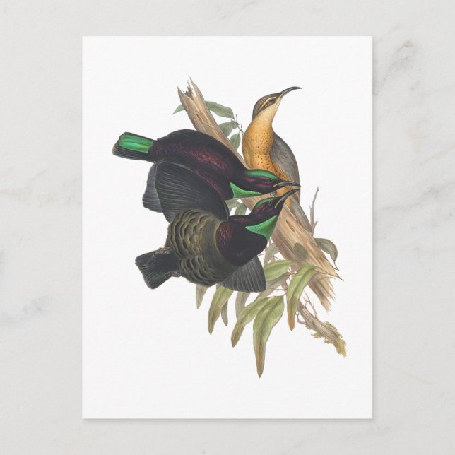 Cartão Postal Victoria's Rifle Bird (Frente)