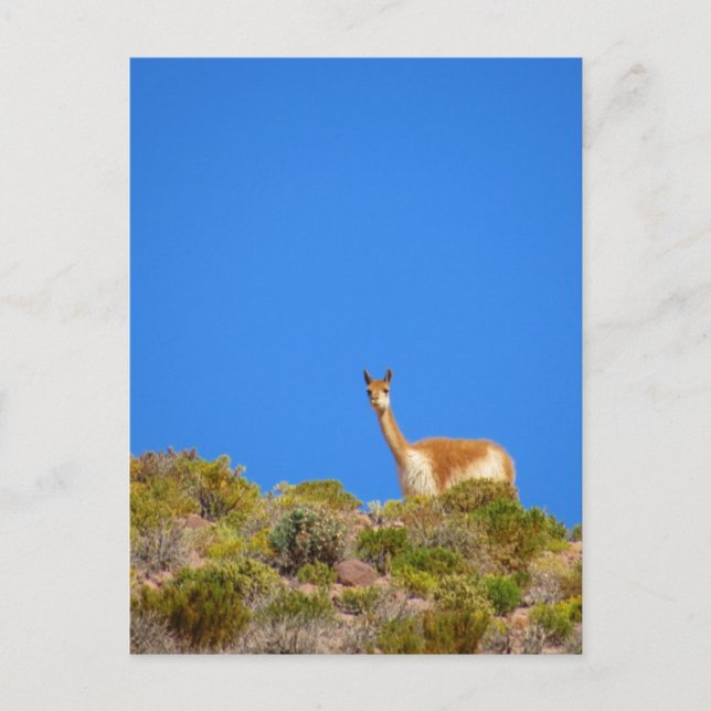 Cartão Postal vicuña camelid blue (Frente)