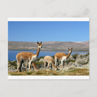 Cartão Postal Vicuna no Parque Nacional de Lauca, Chile