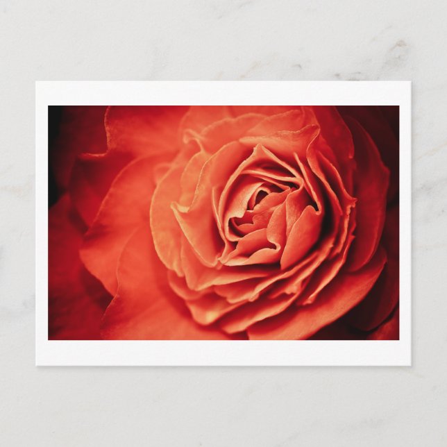 Cartão Postal vida cor-de-rosa (Frente)