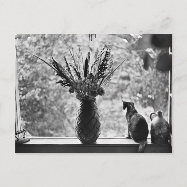 Cartão Postal Vida Estática com Gato (Frente)