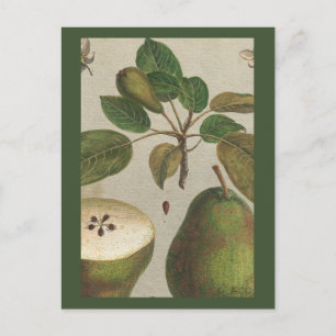 Cartão Postal Vida Estática da Pear Fruta Botânica