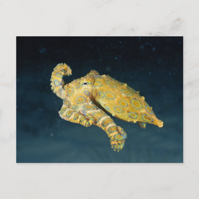 Cartão Postal Vida marítima - Octopus (Frente)