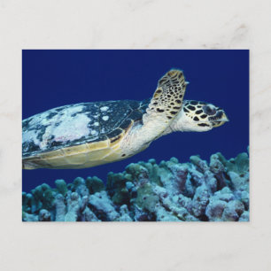 Cartão Postal Vida marítima - Tartaruga marinha