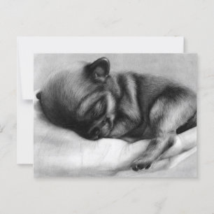 Cartão Postal Vida Pequena - Recém-Nascido Chihuahua Pintado À M
