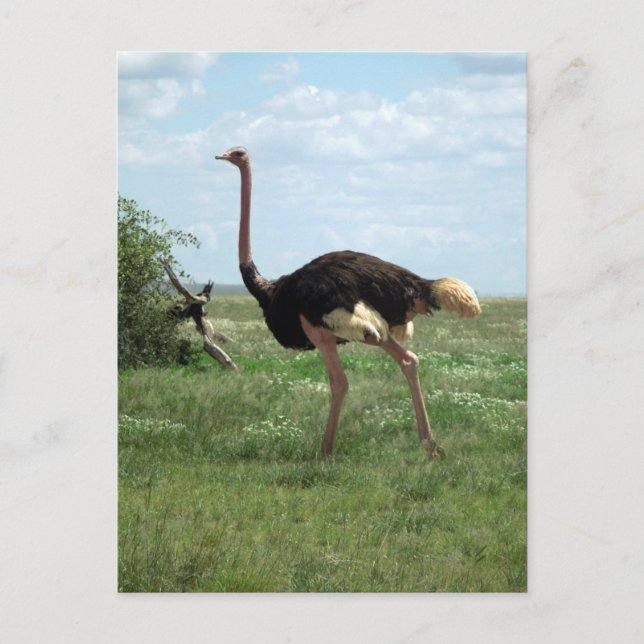 Cartão Postal Vida Selvagem Africana de Ostrich (Frente)