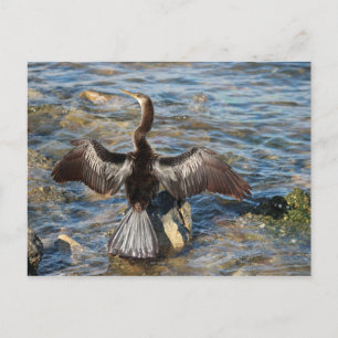 Cartão Postal Vida Selvagem da Flórida - aves