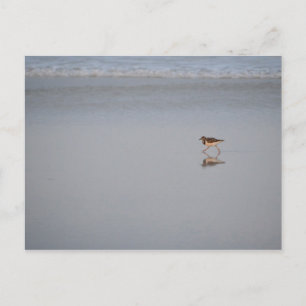 Cartão Postal Vida selvagem Foto Ocean Nature Beach Bird Sandpip