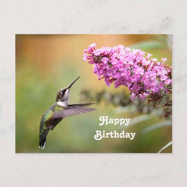 Cartão Postal Vida Selvagem Hummingbird Foto Floral Aniversário (Frente)