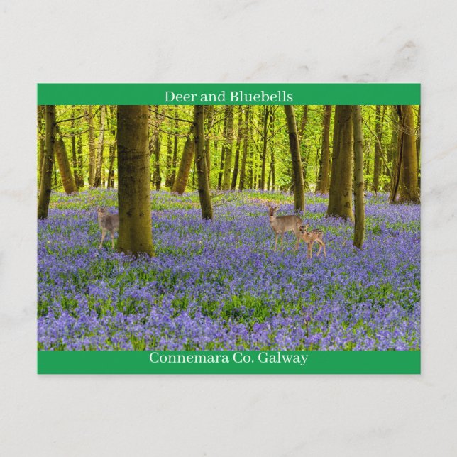 Cartão Postal Vida Selvagem Irlandesa (Frente)