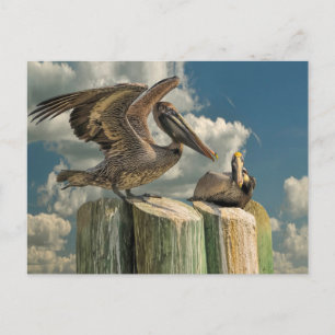 Cartão Postal Vida Selvagem Pelican Parodies Florida