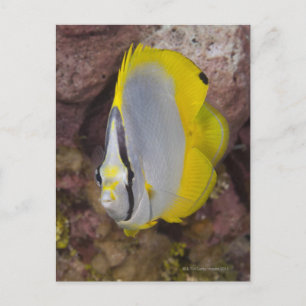 Cartão Postal Vida Subaquática, PEIXES: Um tropical colorido