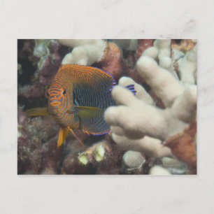 Cartão Postal Vida submarina; FISH: Um retrato de uma Potter
