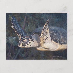 Cartão Postal Vida Submarina: Uma Tartaruga Marítima Hawksbill 2