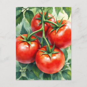Cartão Postal Videira de Tomate Madura Aquarela Fresca